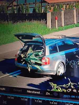samochód z otwartą klapą a w bagażniku rośliny agawy