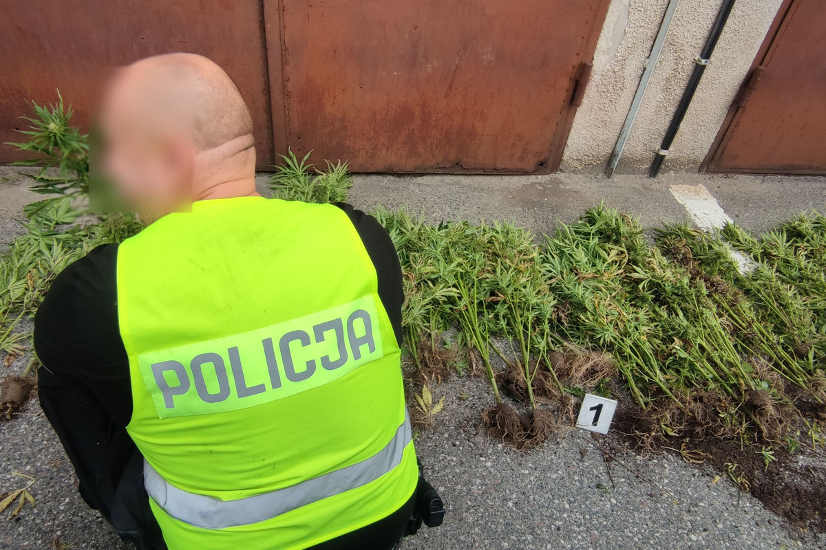 Policjant w żółtej kamizelce z napisem policja zabezpieczający nielegalne rośliny