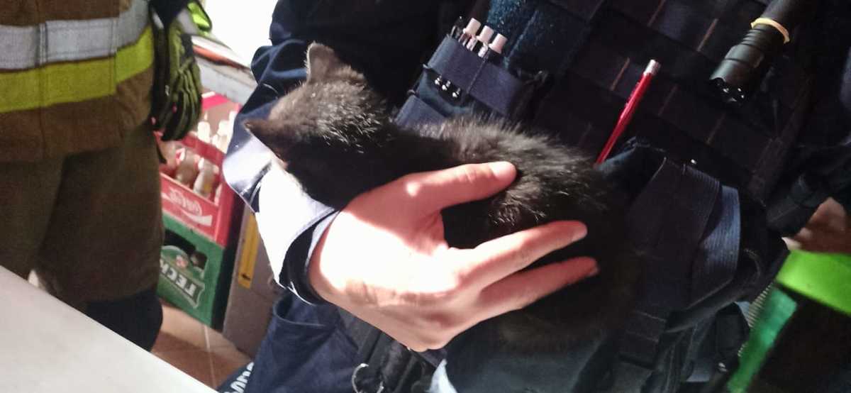 Uratowany kot na rękach u policjanta