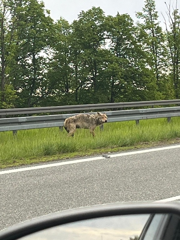 wilk na drodze