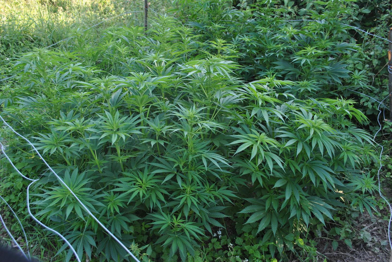Plantacja marihuany ujawniona przez policjantów
