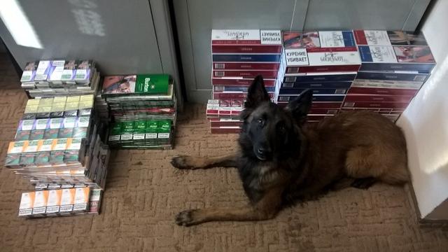 Specjalnie wyszkolony pies z zabezpieczonym nielegalnym tytoniem