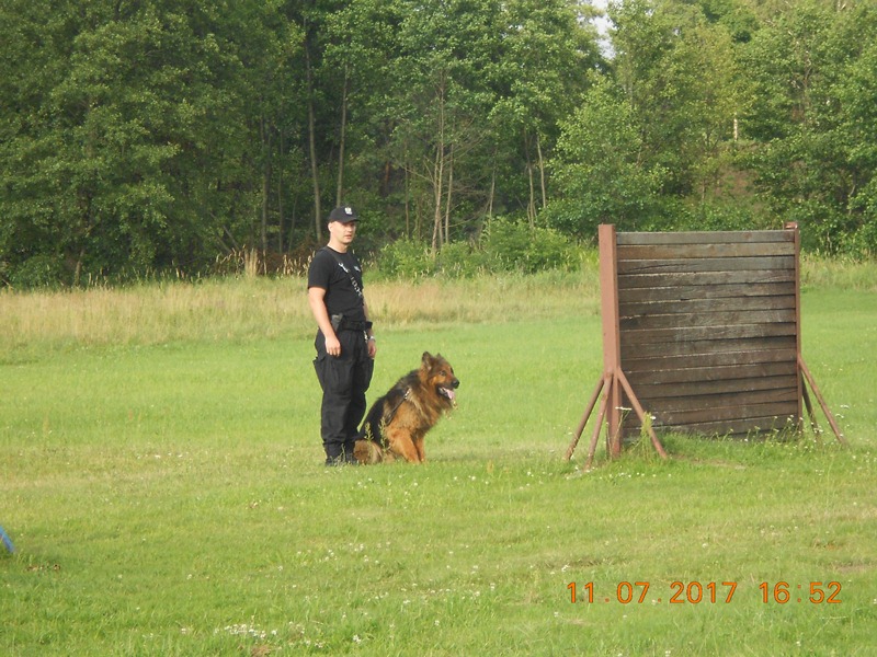 zawody psów policyjnych